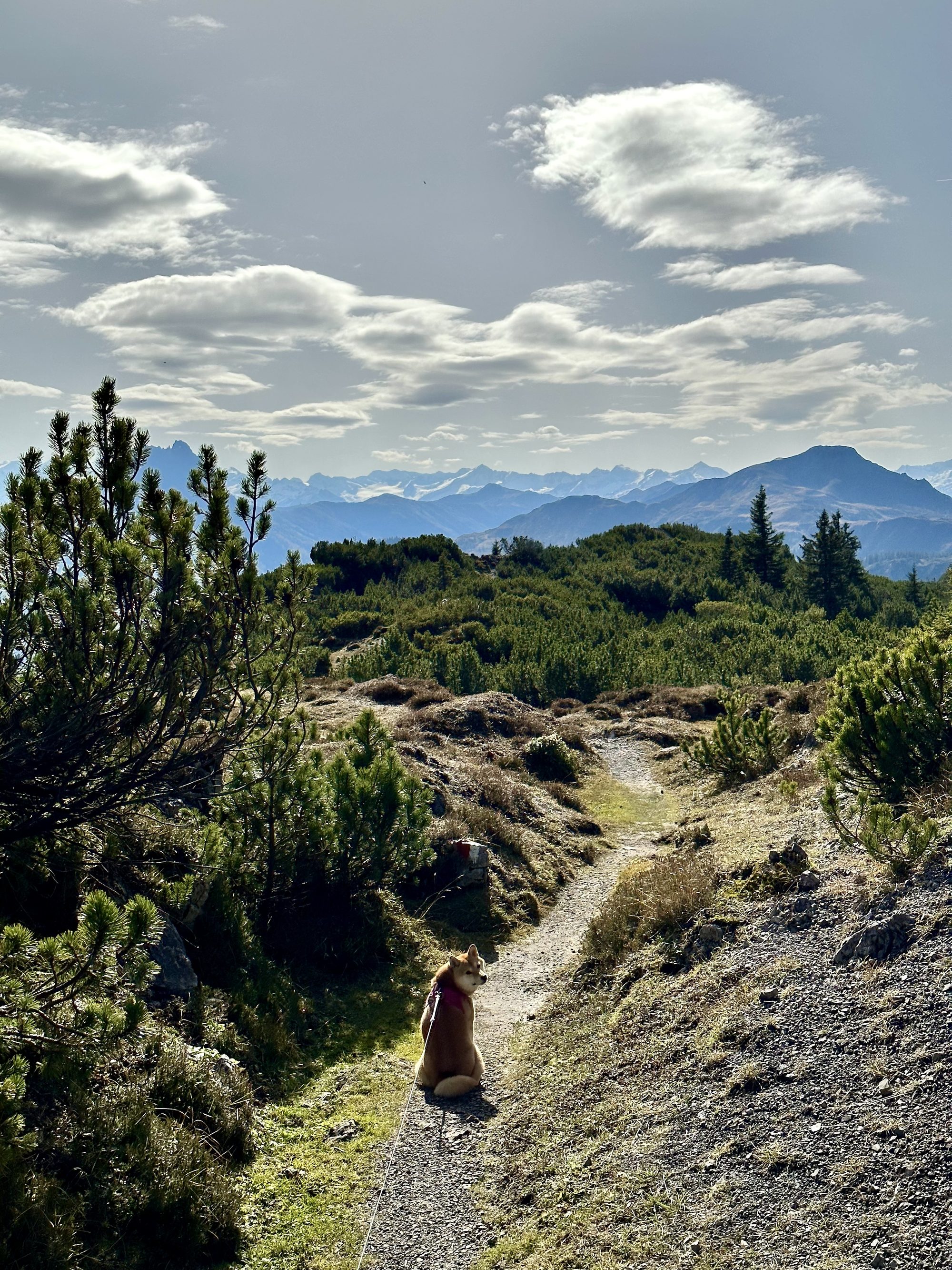 Mochi - Hiking with Mochi