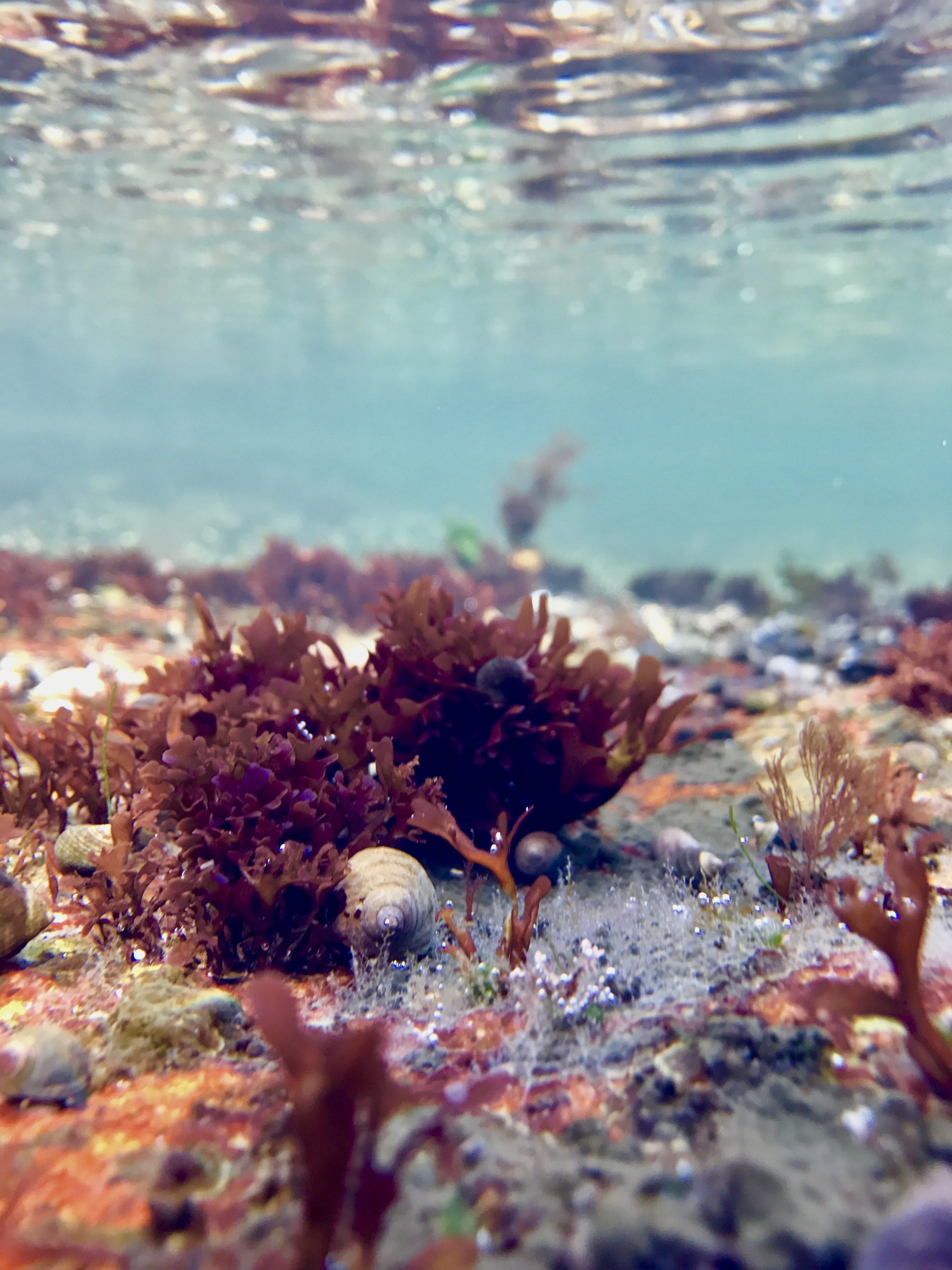 Life in the Intertidal Zone