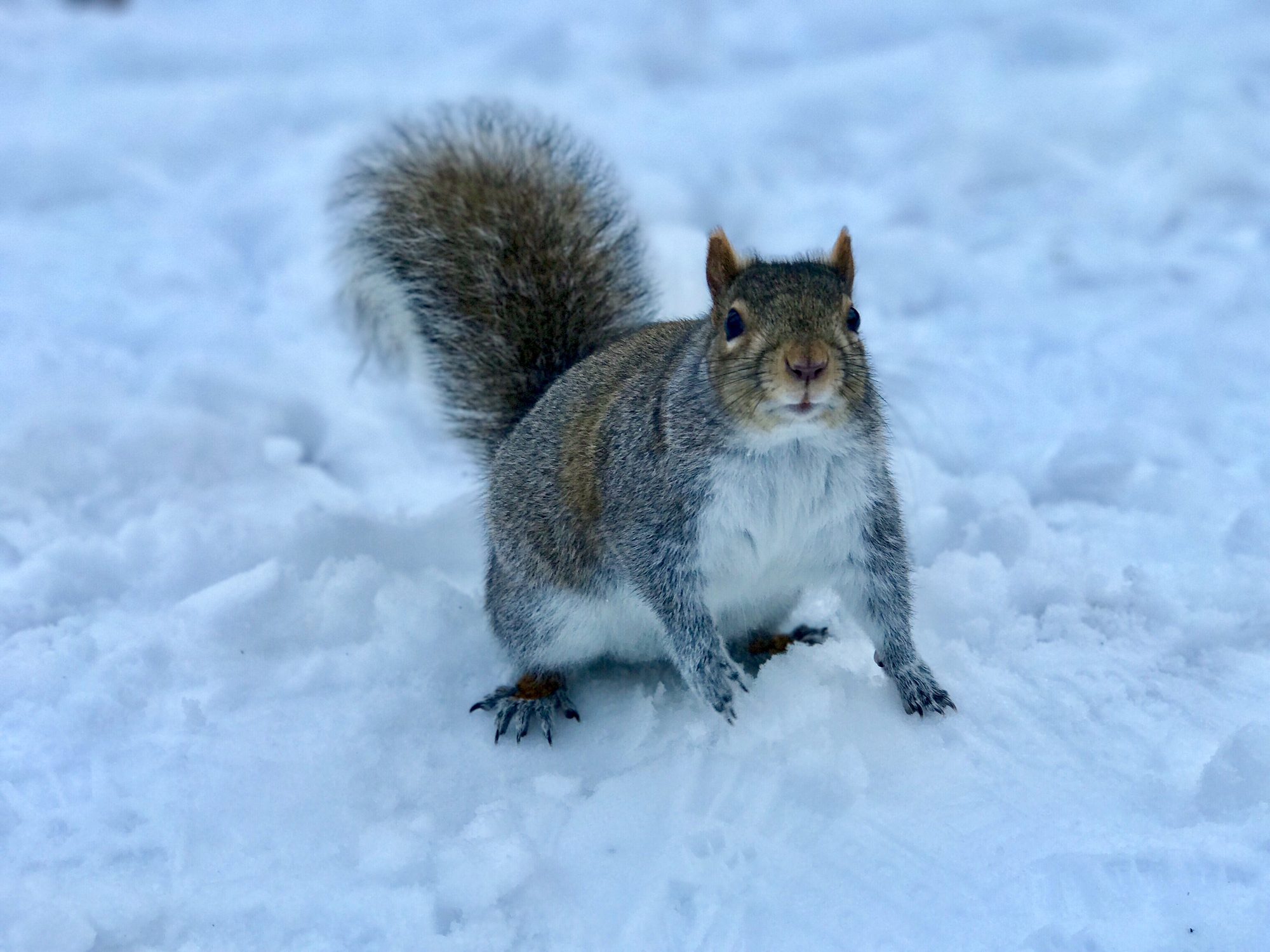 Squirrel in the Snow