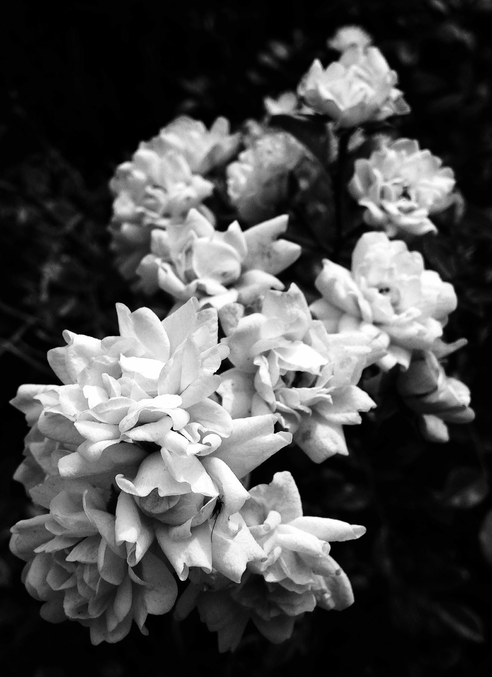 Monochrome Flowers