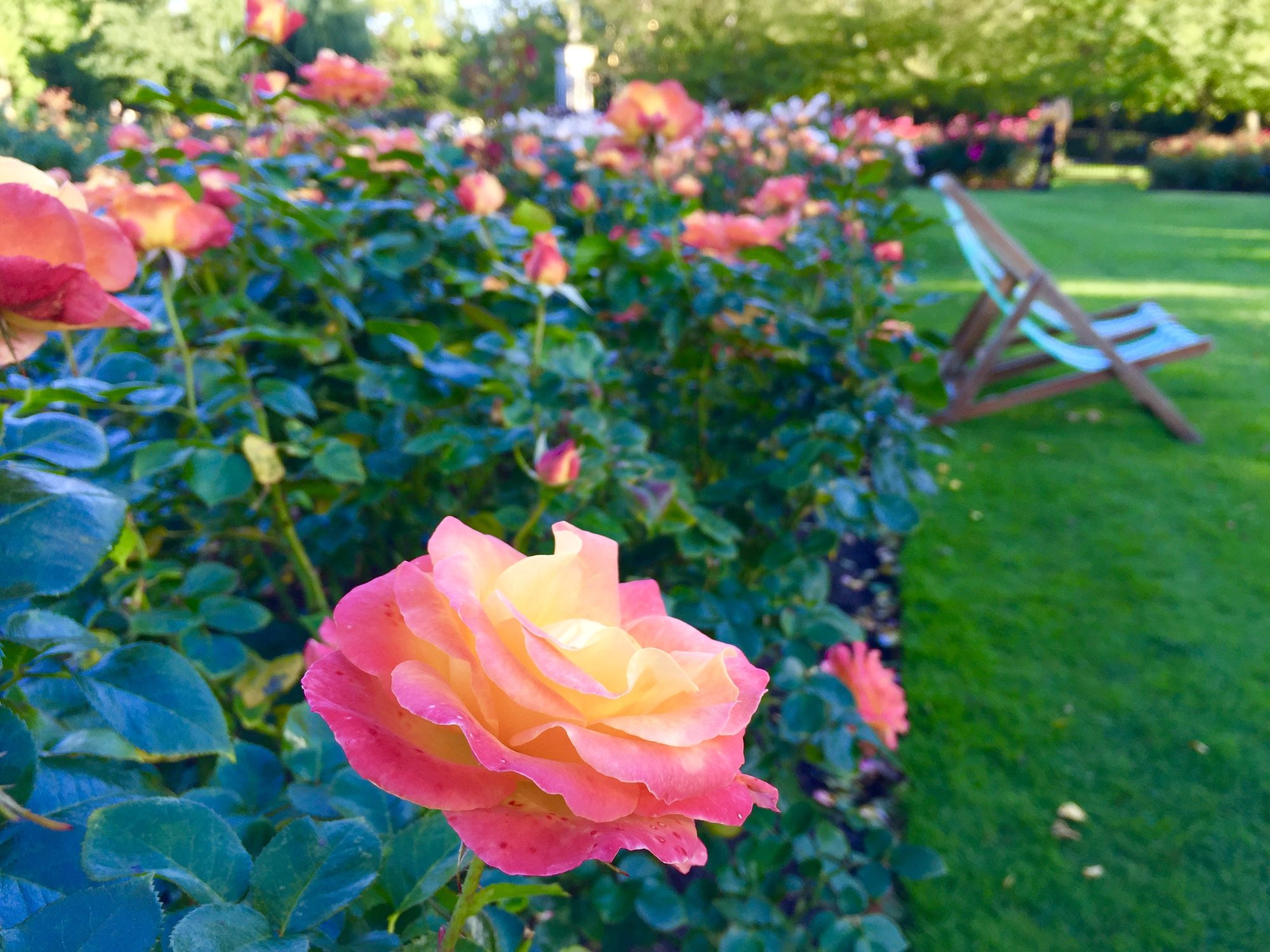 Rose Garden