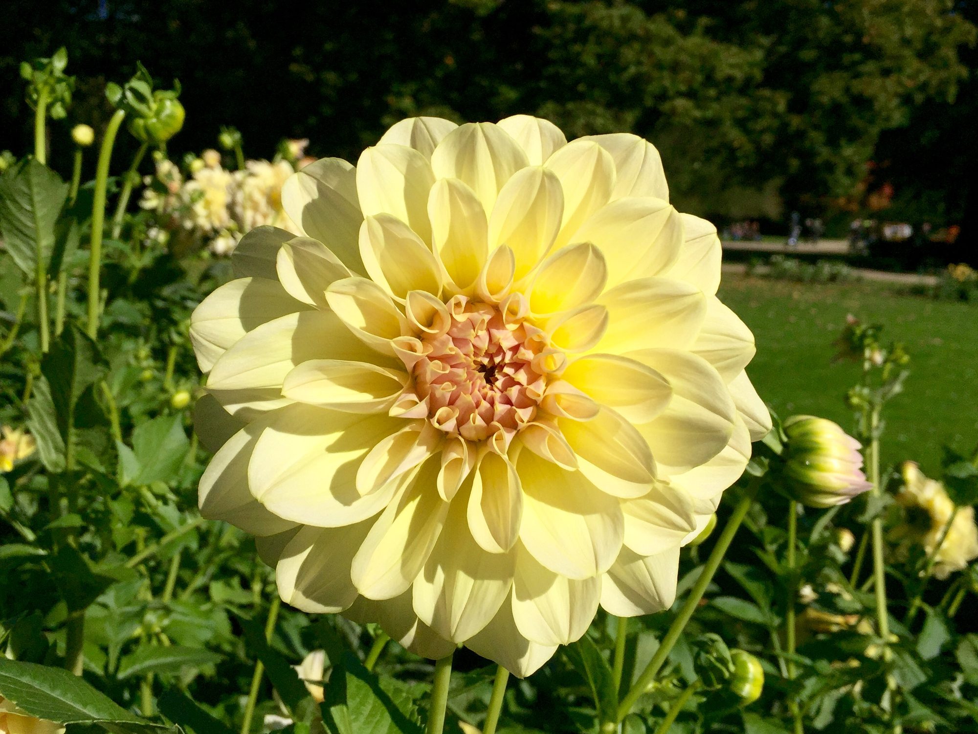 Yellow Dahlia
