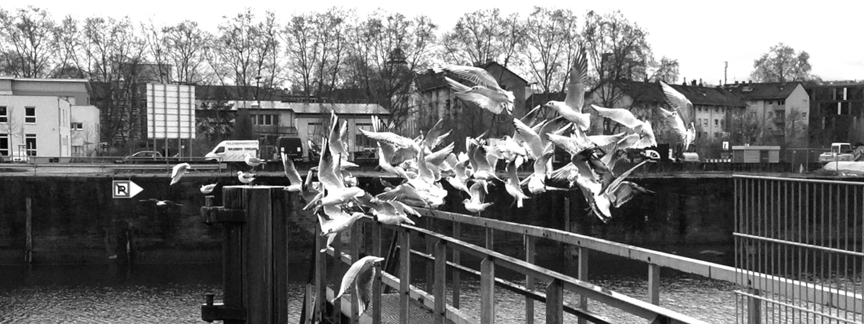 Seagulls Taking Off