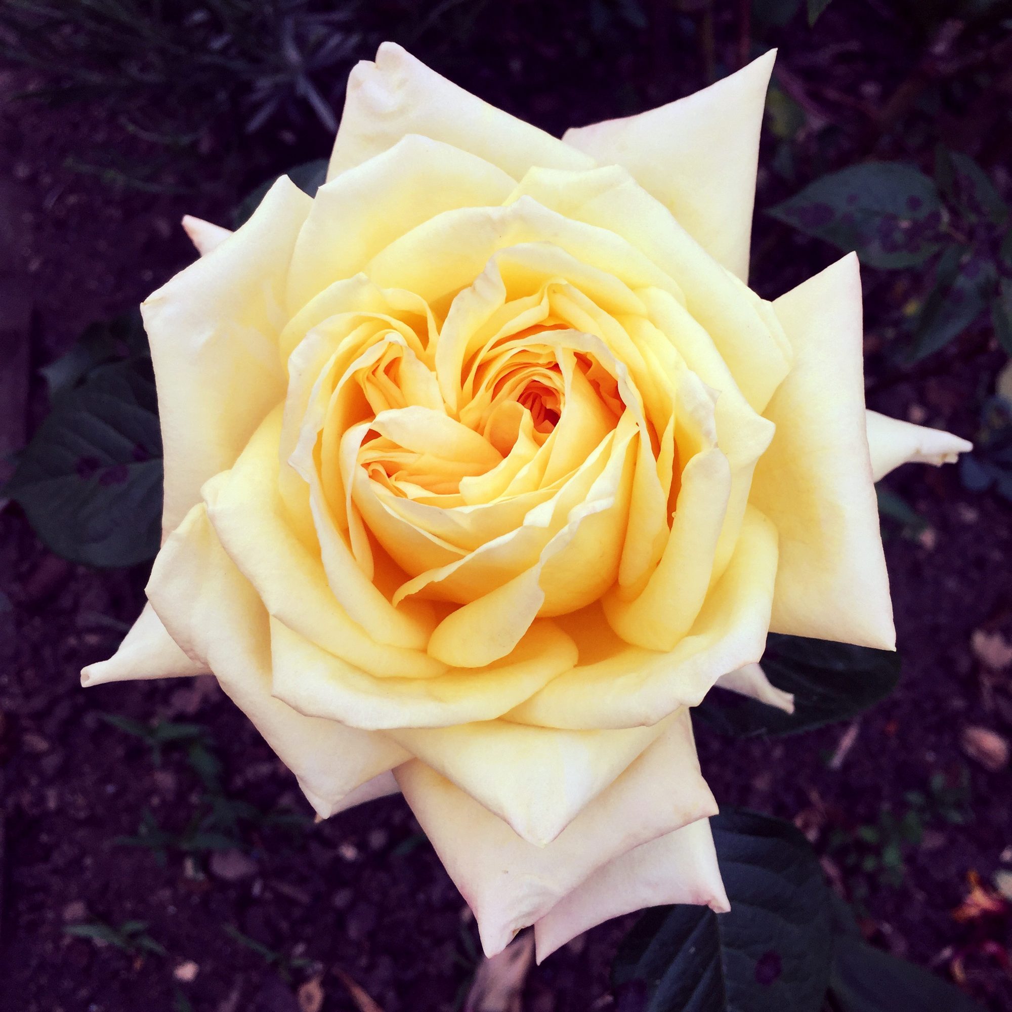 Yellow Rose