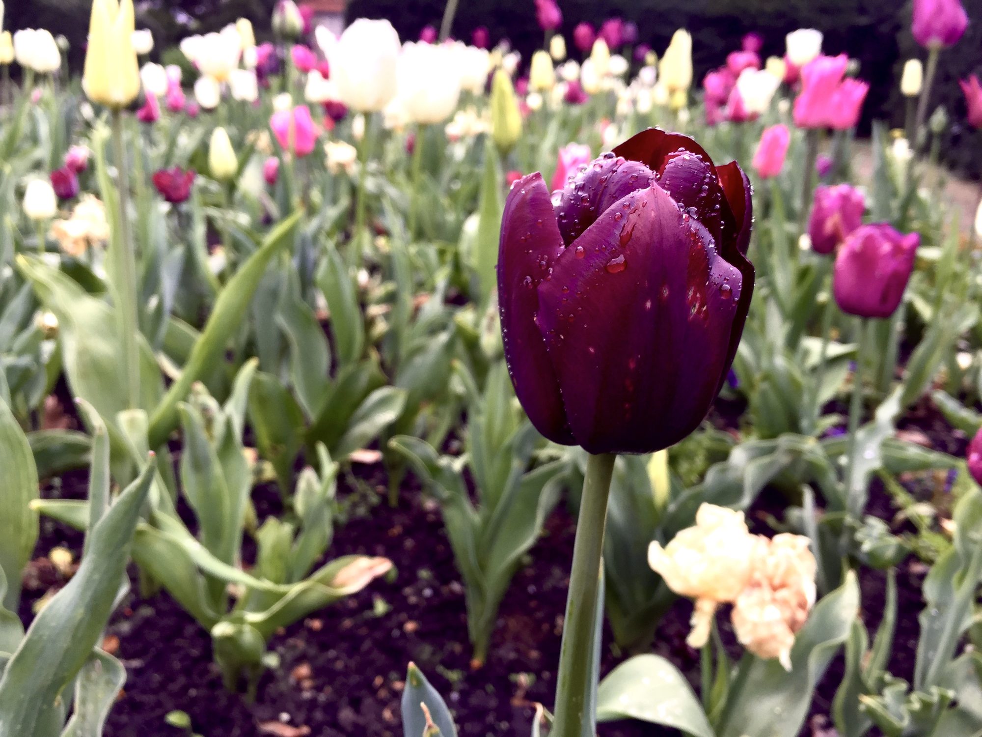 Tulips in the rain